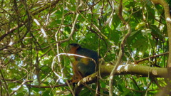 Piliocolobus badius temminckii