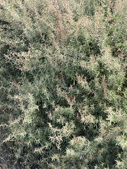 Atriplex paludosa paludosa