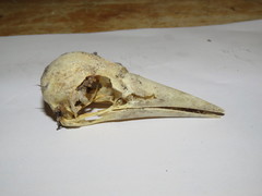 Gymnorhina tibicen