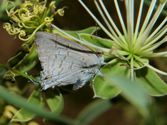 Hypolycaena philippus