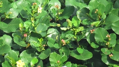 Psittacula longicauda