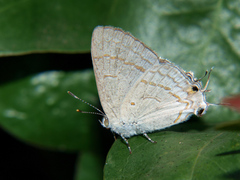 Hypolycaena philippus