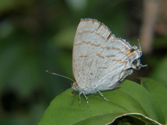 Hypolycaena philippus