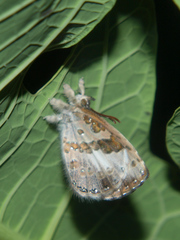 Lachnocnema bibulus