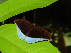 Tanaecia godartii asoka