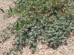 Corrigiola litoralis