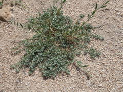 Corrigiola litoralis