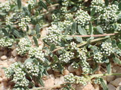 Corrigiola litoralis