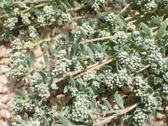 Corrigiola litoralis