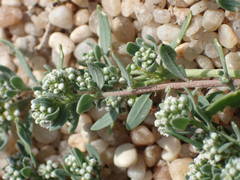 Corrigiola litoralis