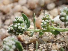 Corrigiola litoralis