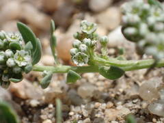 Corrigiola litoralis