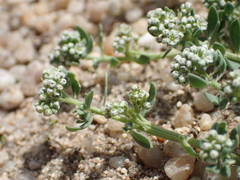 Corrigiola litoralis