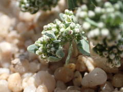 Corrigiola litoralis