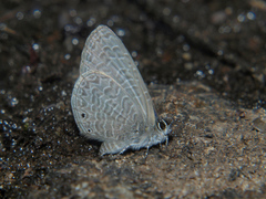 Pseudonacaduba sichela