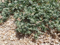 Corrigiola litoralis