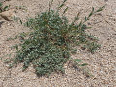 Corrigiola litoralis