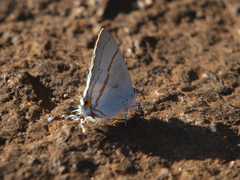 Hypolycaena liara