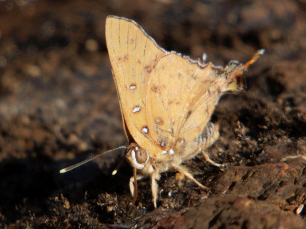 Aphnaeus questiauxi