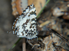 Uranothauma vansomereni