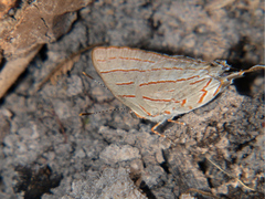 Hemiolaus caeculus