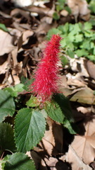 Acalypha pendula