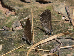 Pseudonacaduba sichela