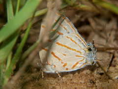 Hemiolaus caeculus