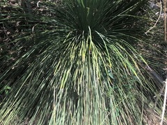 Xanthorrhoea glauca