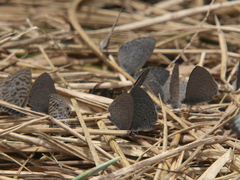 Pseudonacaduba sichela