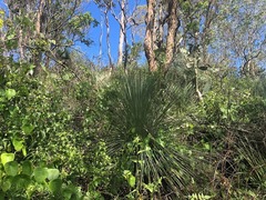 Xanthorrhoea glauca