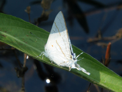 Hypolycaena buxtoni