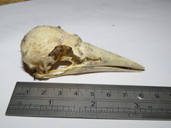 Gymnorhina tibicen