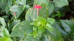 Ruellia elegans