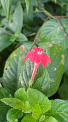 Ruellia elegans