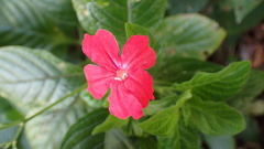 Ruellia elegans