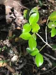Psydrax odorata buxifolia