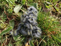 Thaumetopoea herculeana