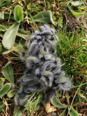 Thaumetopoea herculeana