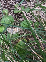 Chrysolarentia polycarpa