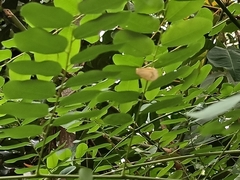 Polyura hebe plautus