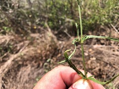 Spermacoce multicaulis