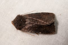 Conistra staudingeri