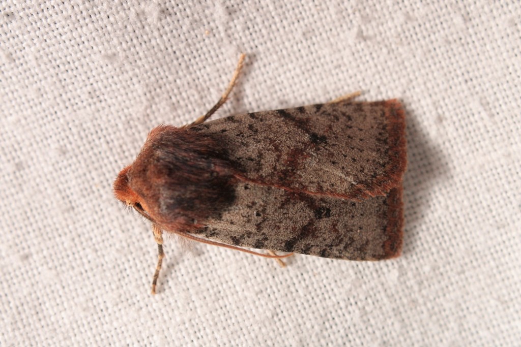 Conistra staudingeri
