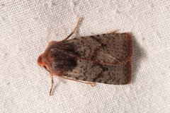 Conistra staudingeri