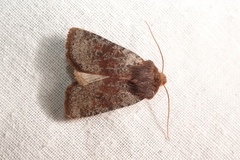 Conistra staudingeri