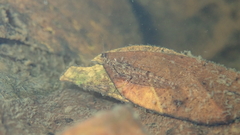 Caridina cantonensis