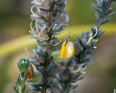 Aspalathus caledonensis