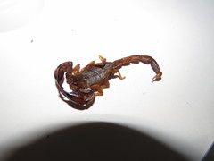 Urodacus planimanus