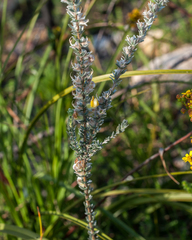 Aspalathus caledonensis